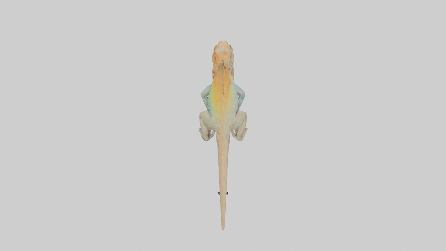 FrillNecked Lizard displaying model 3D model