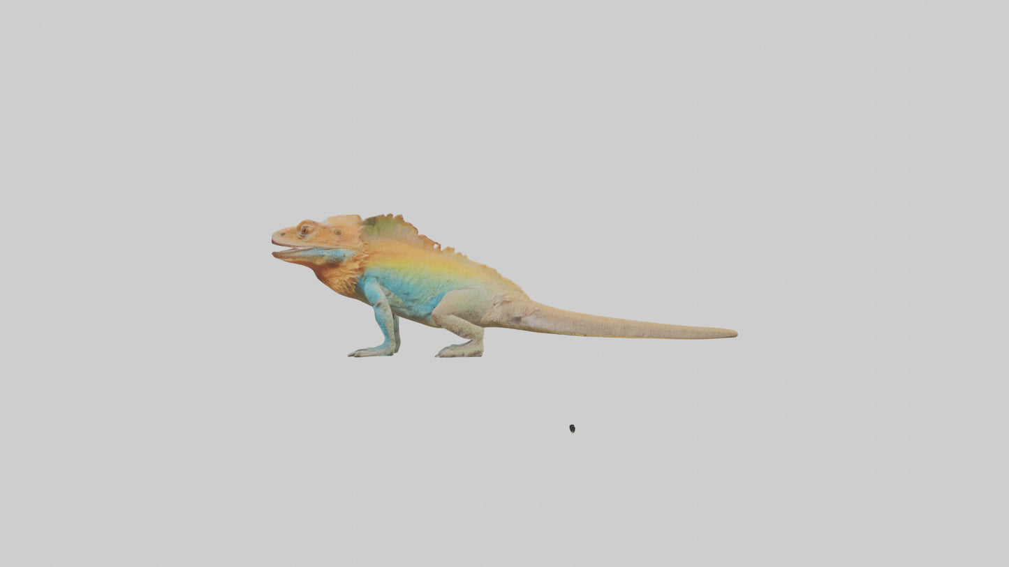 FrillNecked Lizard displaying model 3D model
