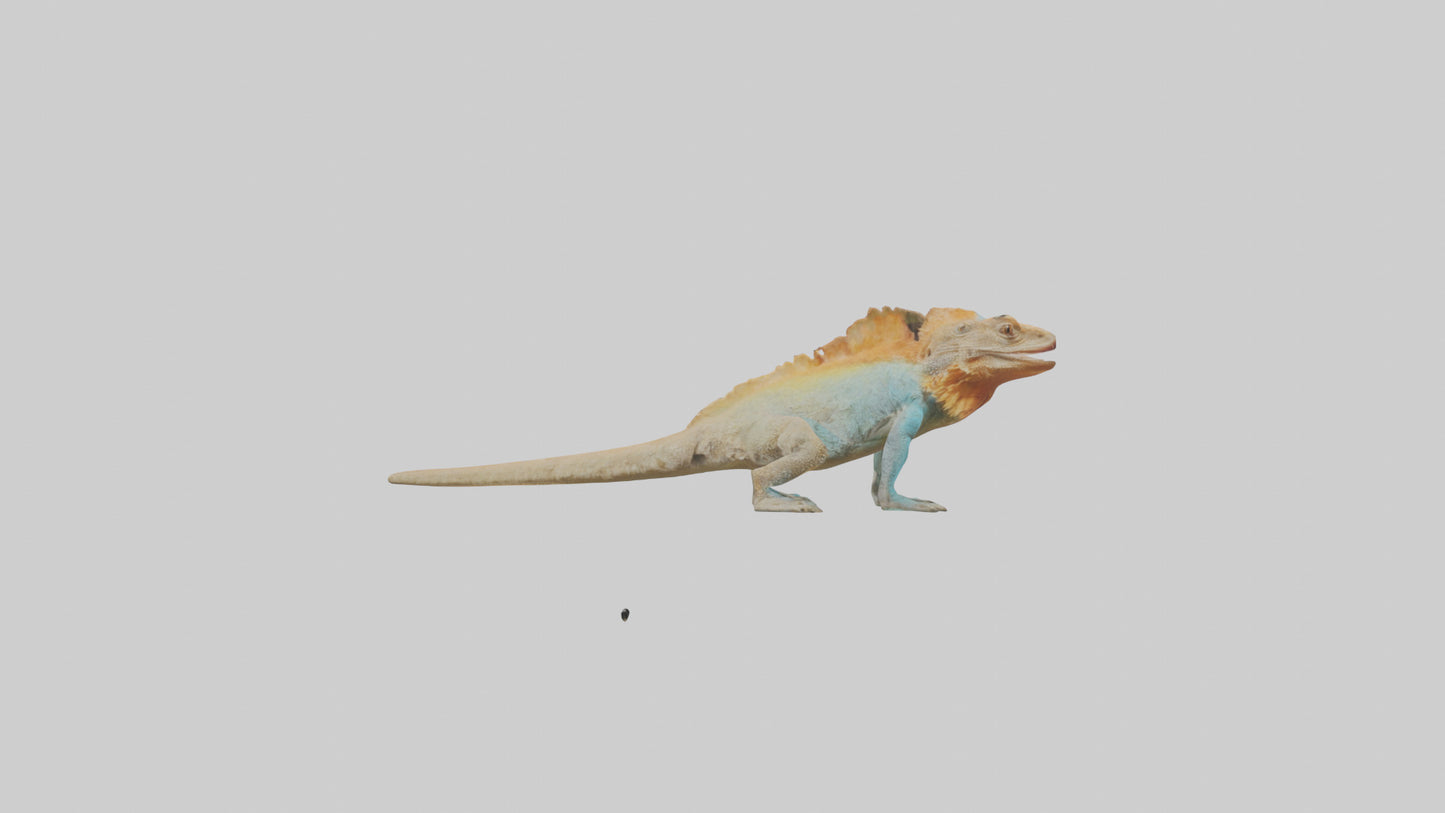 FrillNecked Lizard displaying model 3D model