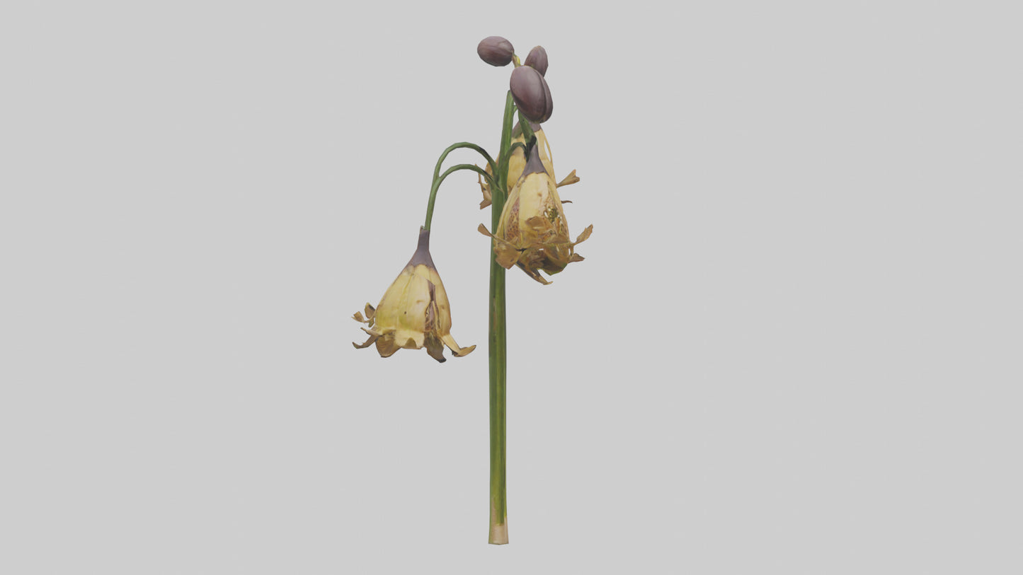 3D model Fritillaria model VR / AR / low-poly