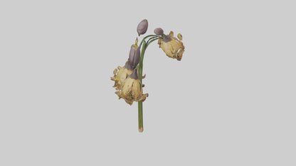 3D model Fritillaria model VR / AR / low-poly