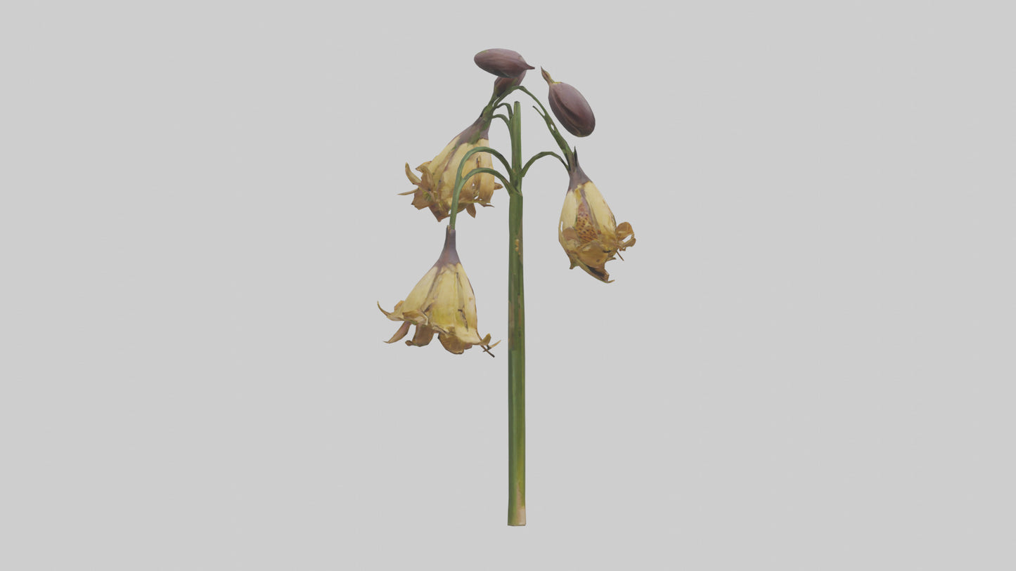 3D model Fritillaria model VR / AR / low-poly