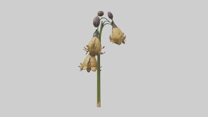 3D model Fritillaria model VR / AR / low-poly