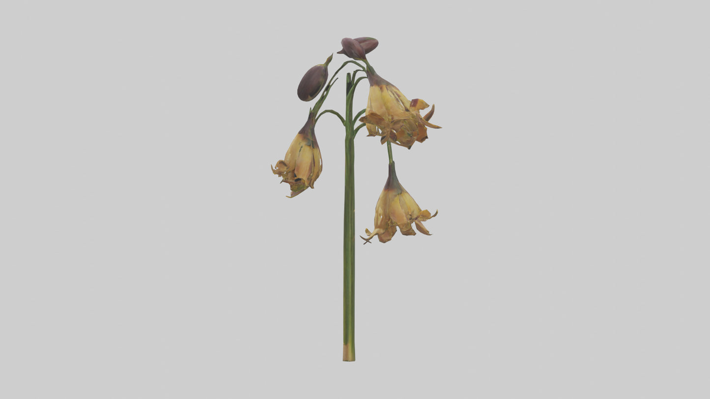 3D model Fritillaria model VR / AR / low-poly