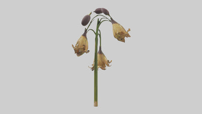 3D model Fritillaria model VR / AR / low-poly