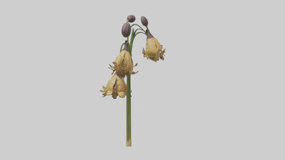 3D model Fritillaria model VR / AR / low-poly
