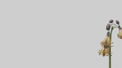 3D model Fritillaria model VR / AR / low-poly