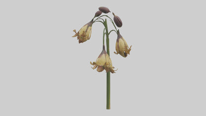 3D model Fritillaria model VR / AR / low-poly