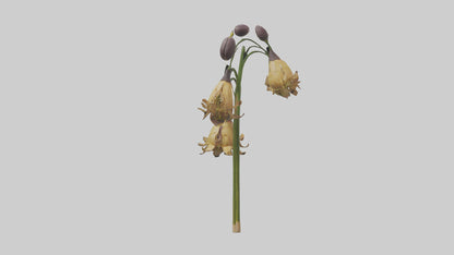 3D model Fritillaria model VR / AR / low-poly