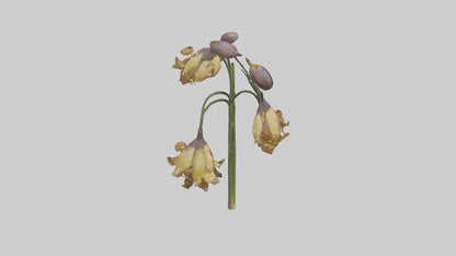 3D model Fritillaria model VR / AR / low-poly