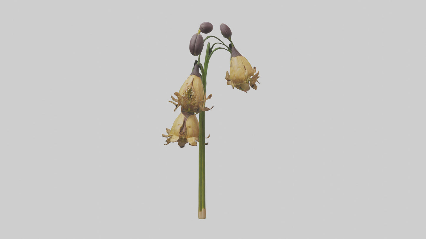 3D model Fritillaria model VR / AR / low-poly