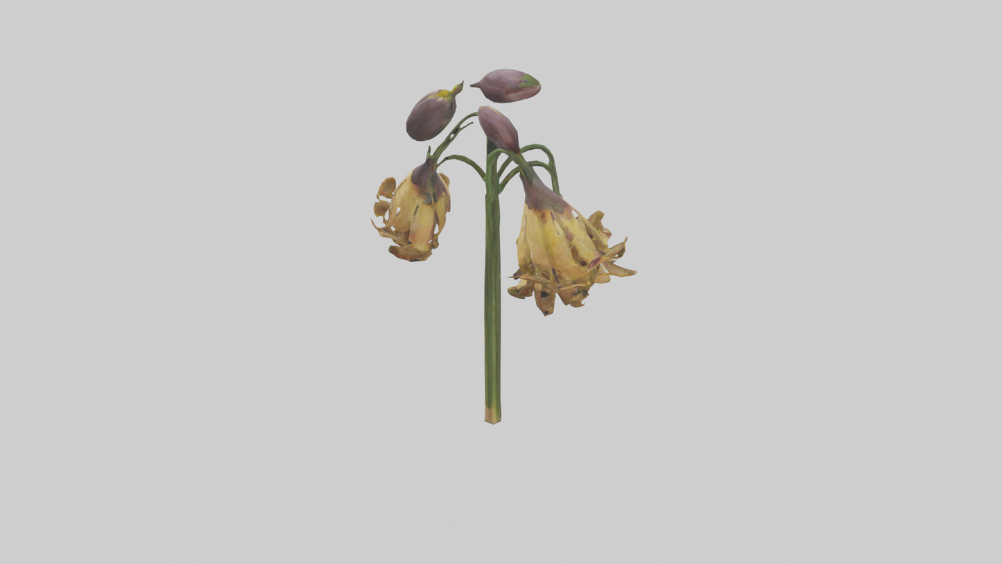 3D model Fritillaria model VR / AR / low-poly