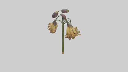 3D model Fritillaria model VR / AR / low-poly