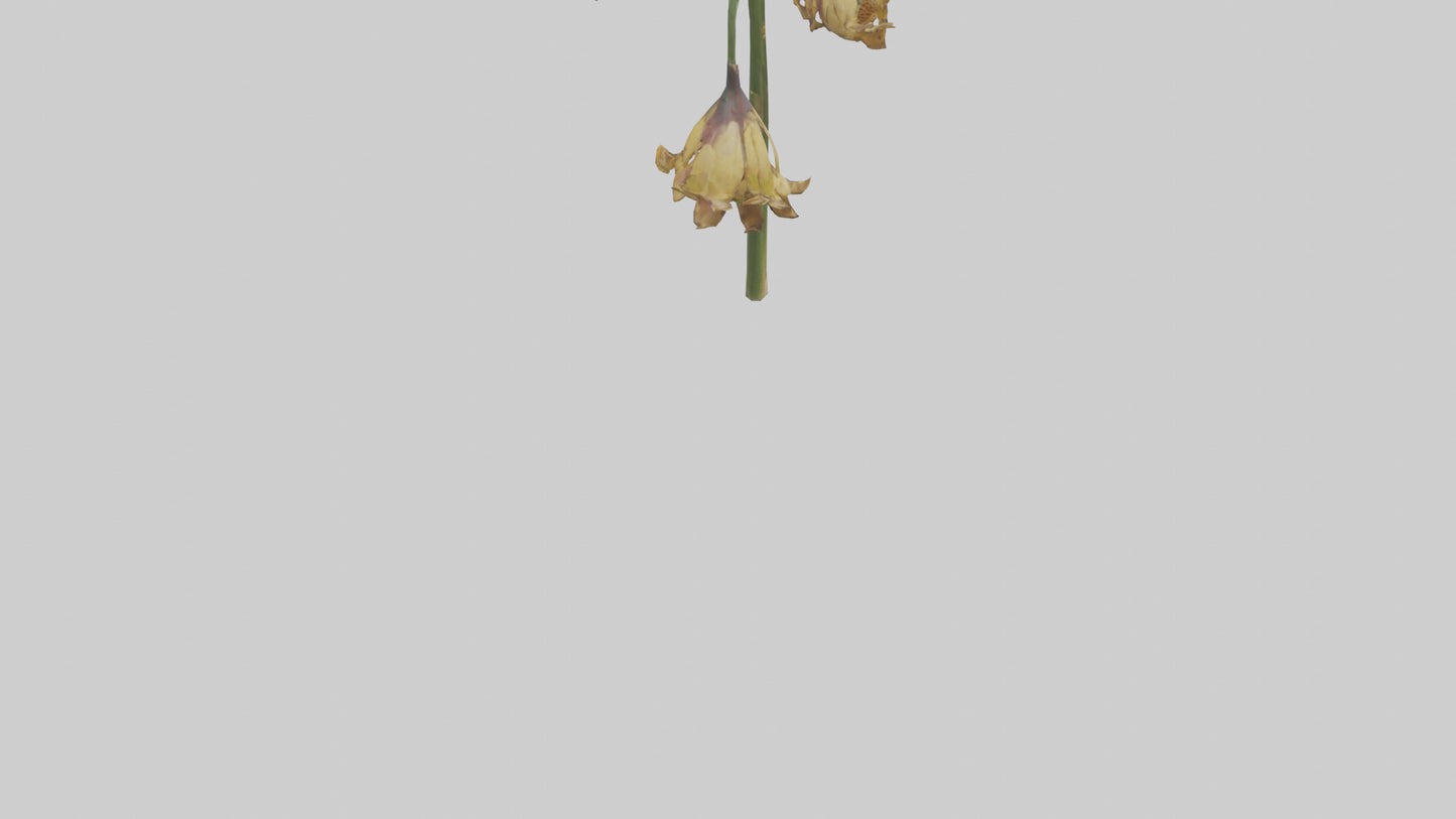 3D model Fritillaria model VR / AR / low-poly