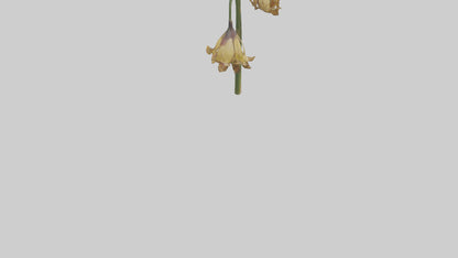 3D model Fritillaria model VR / AR / low-poly