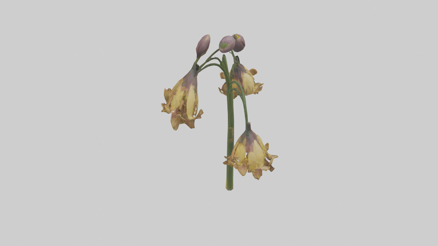 3D model Fritillaria model VR / AR / low-poly