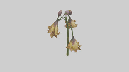 3D model Fritillaria model VR / AR / low-poly
