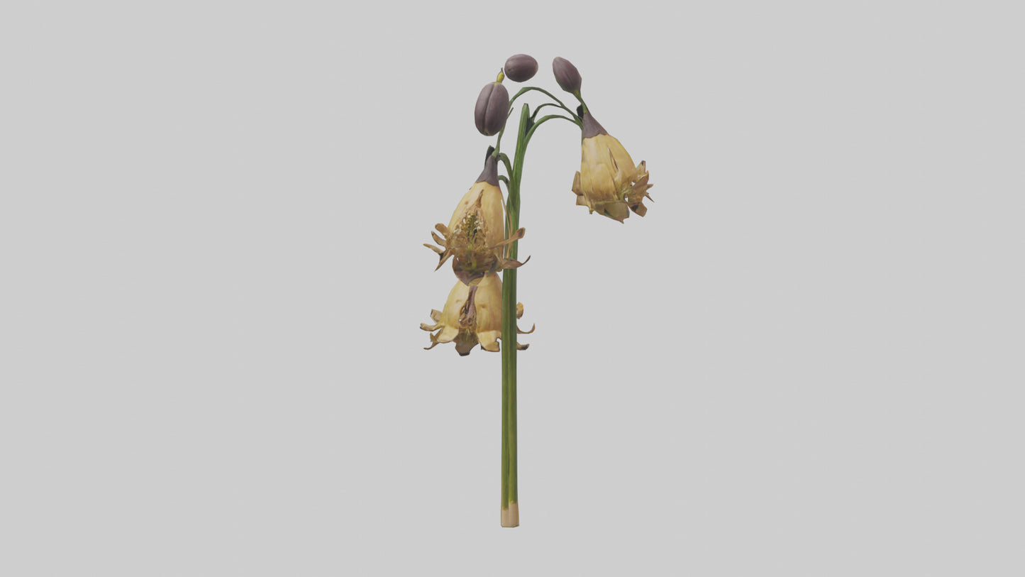 3D model Fritillaria model VR / AR / low-poly