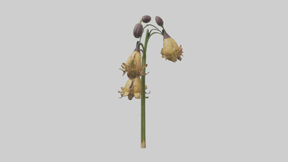 3D model Fritillaria model VR / AR / low-poly