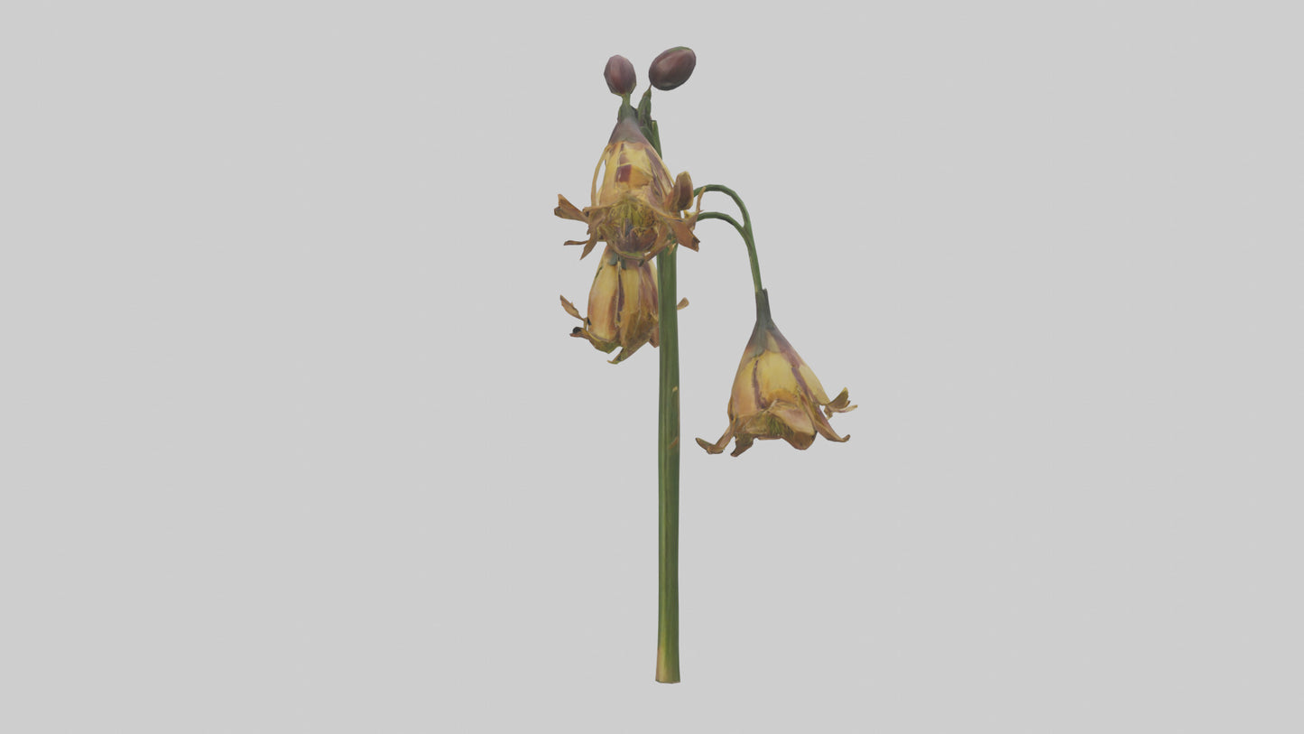3D model Fritillaria model VR / AR / low-poly