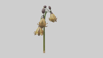 3D model Fritillaria model VR / AR / low-poly