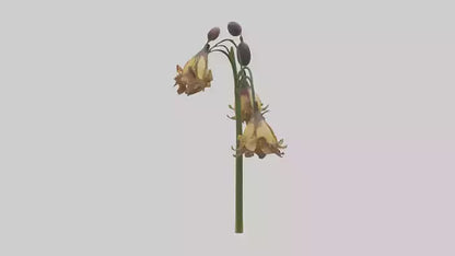 3D model Fritillaria model VR / AR / low-poly