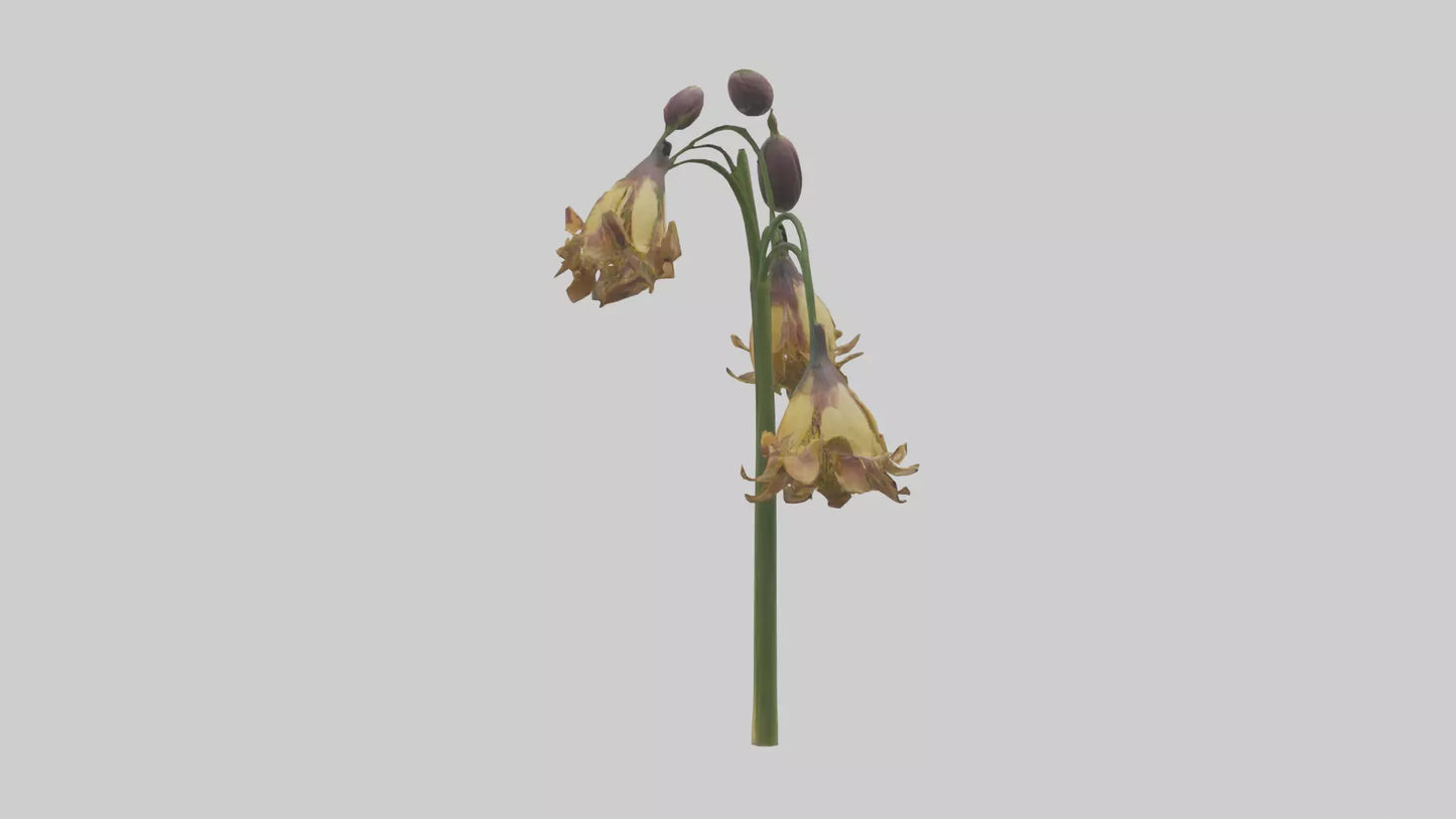 3D model Fritillaria model VR / AR / low-poly
