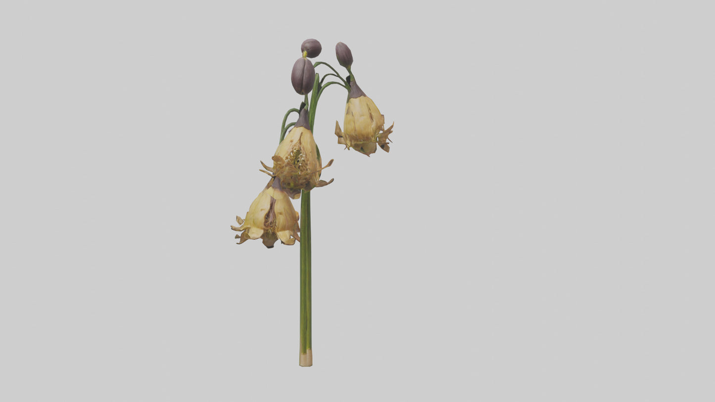 3D model Fritillaria model VR / AR / low-poly