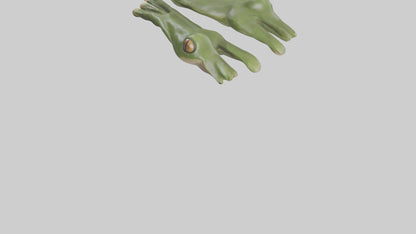 Frog Feet Model 3D model