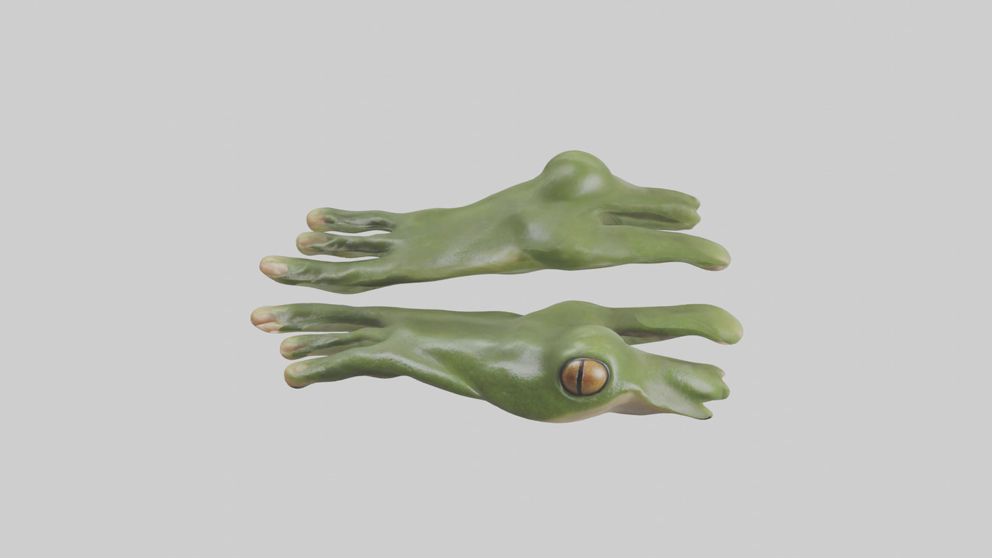 Frog Feet Model 3D model