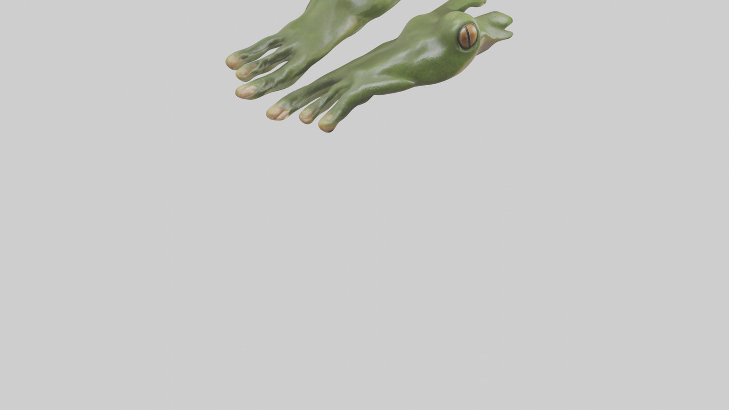 Frog Feet Model 3D model
