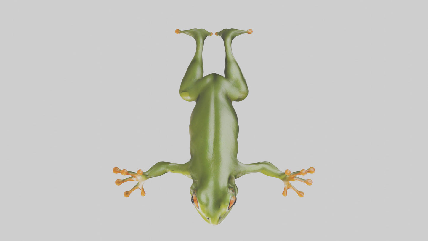 3D model Frog leaping model VR / AR / low-poly