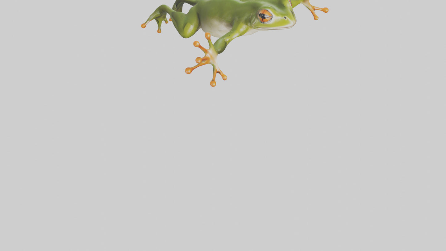 3D model Frog leaping model VR / AR / low-poly