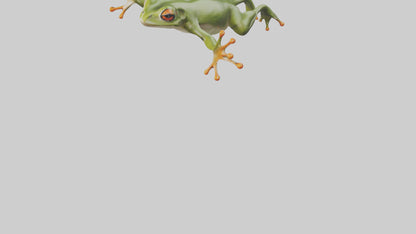 3D model Frog leaping model VR / AR / low-poly