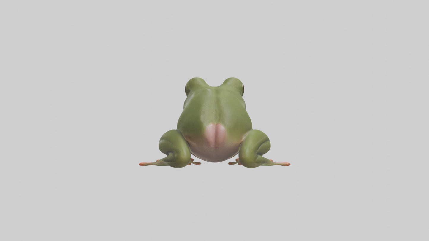 Frog Tongue Model VR / AR / low-poly