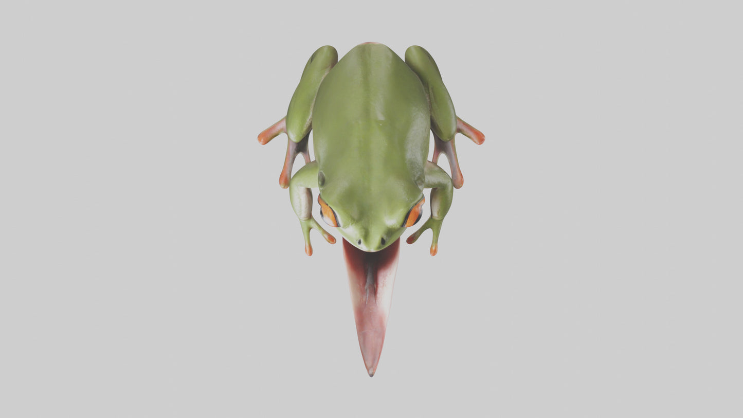 Frog Tongue Model VR / AR / low-poly