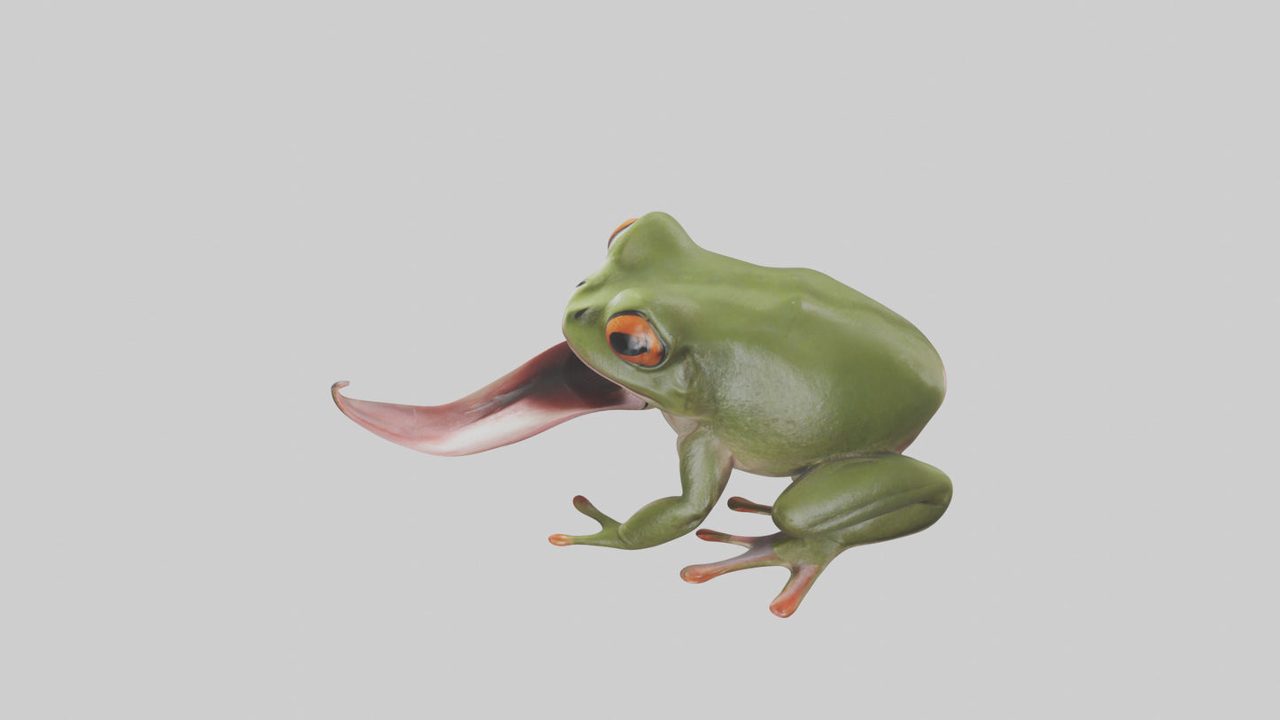 Frog Tongue Model VR / AR / low-poly