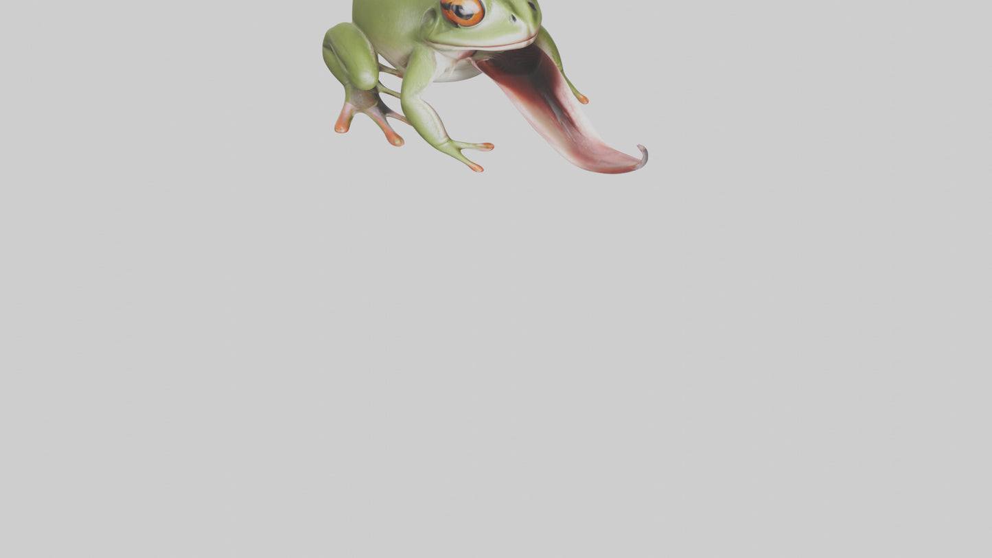 Frog Tongue Model VR / AR / low-poly