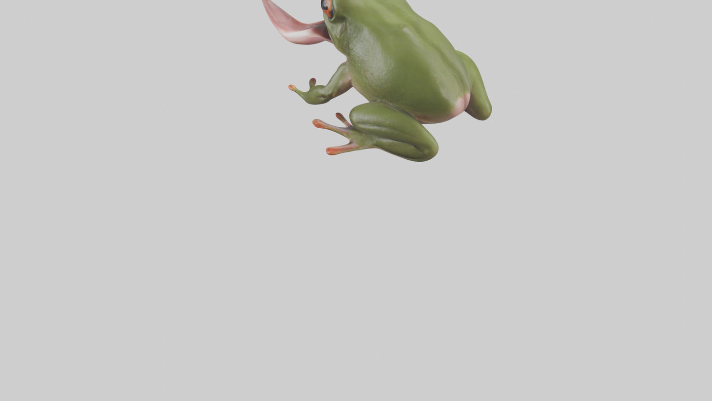 Frog Tongue Model VR / AR / low-poly