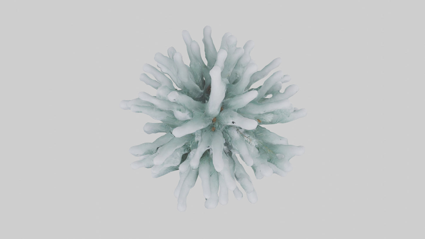 Frosted Pine Boughs model 3D model