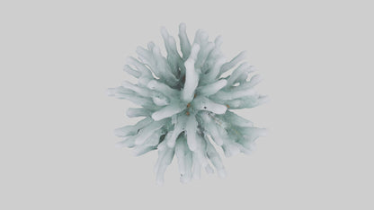 Frosted Pine Boughs model 3D model