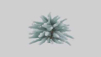 Frosted Pine Boughs model 3D model