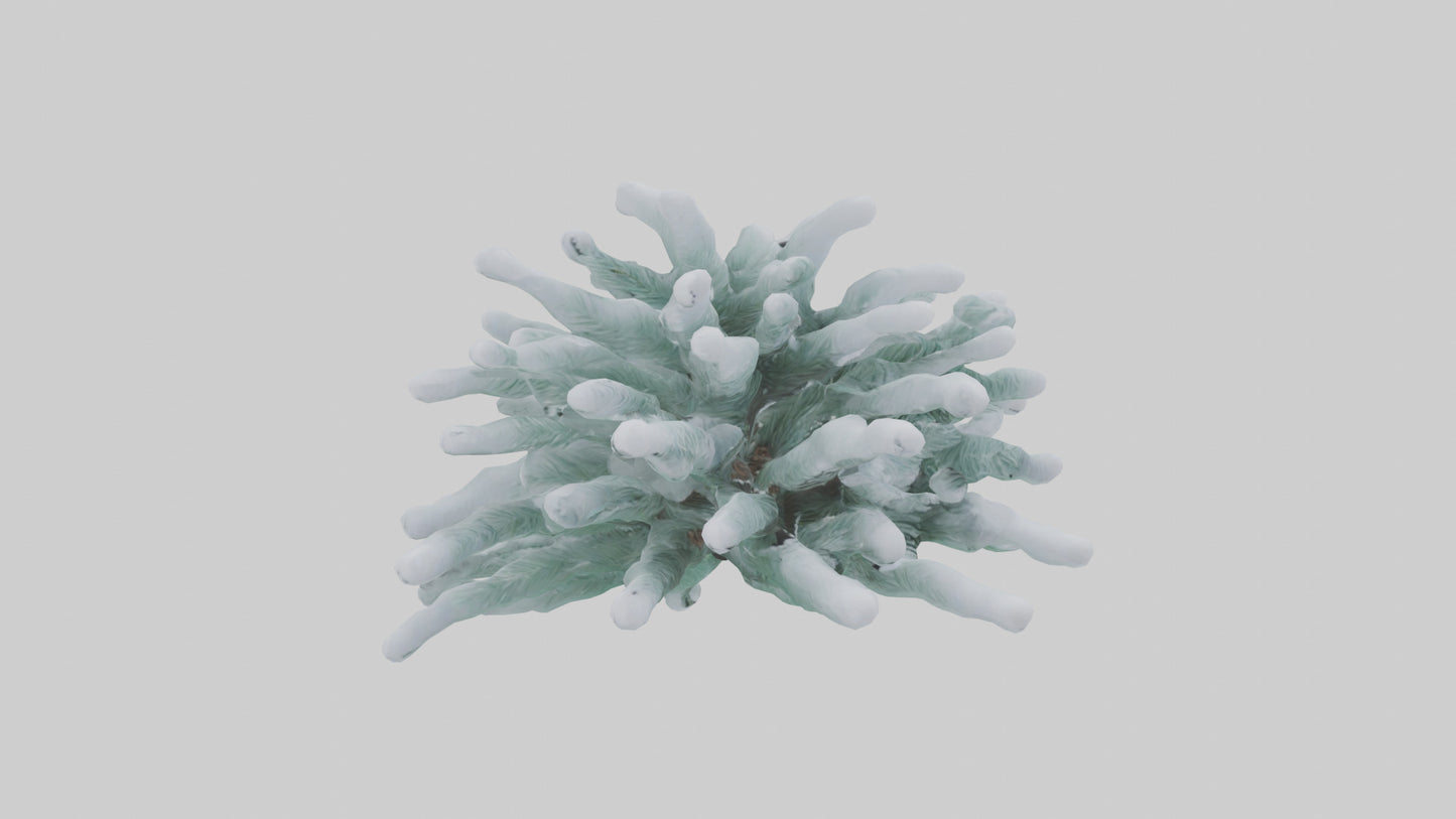 Frosted Pine Boughs model 3D model