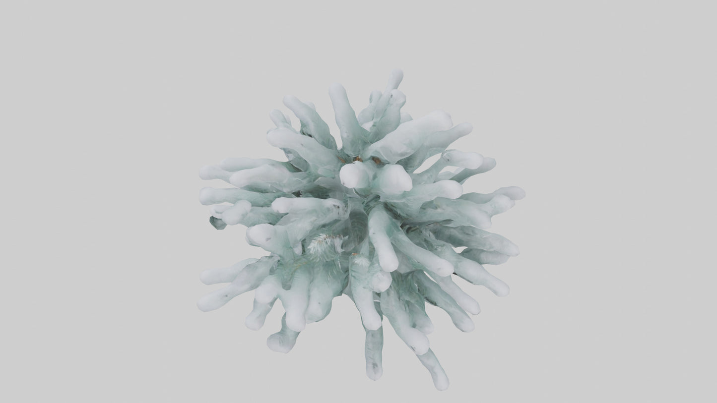 Frosted Pine Boughs model 3D model