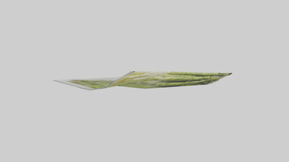 Frozen Asparagus Pack model VR / AR / low-poly