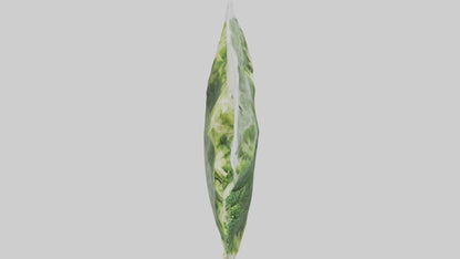 Frozen Broccoli Pack model VR / AR / low-poly