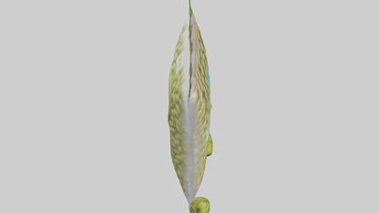 Frozen Edamame Pack model VR / AR / low-poly