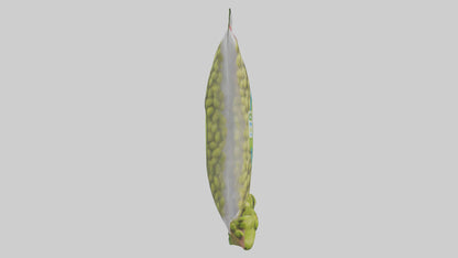 Frozen Edamame Pack model VR / AR / low-poly