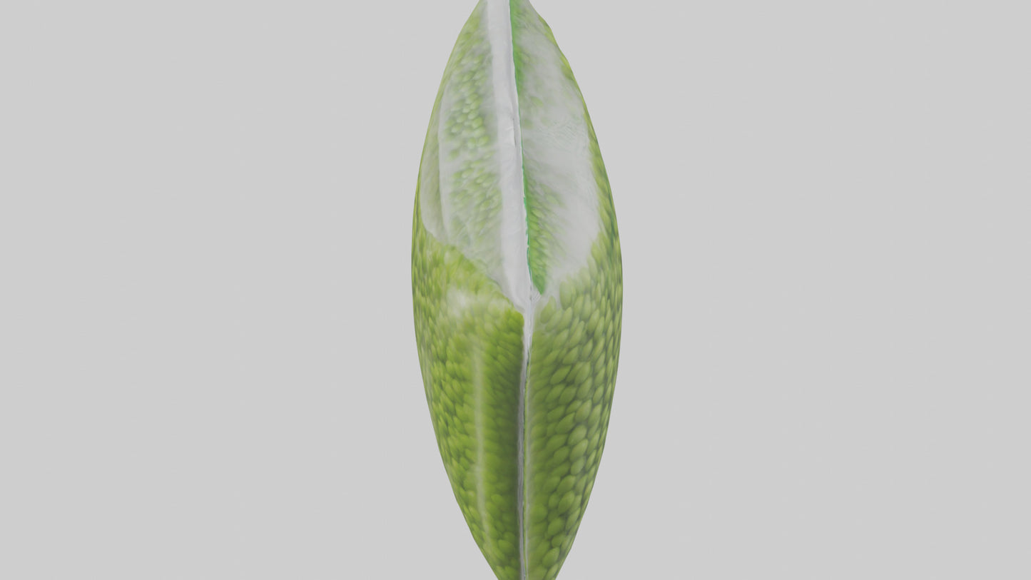 Frozen Peas Pack model VR / AR / low-poly