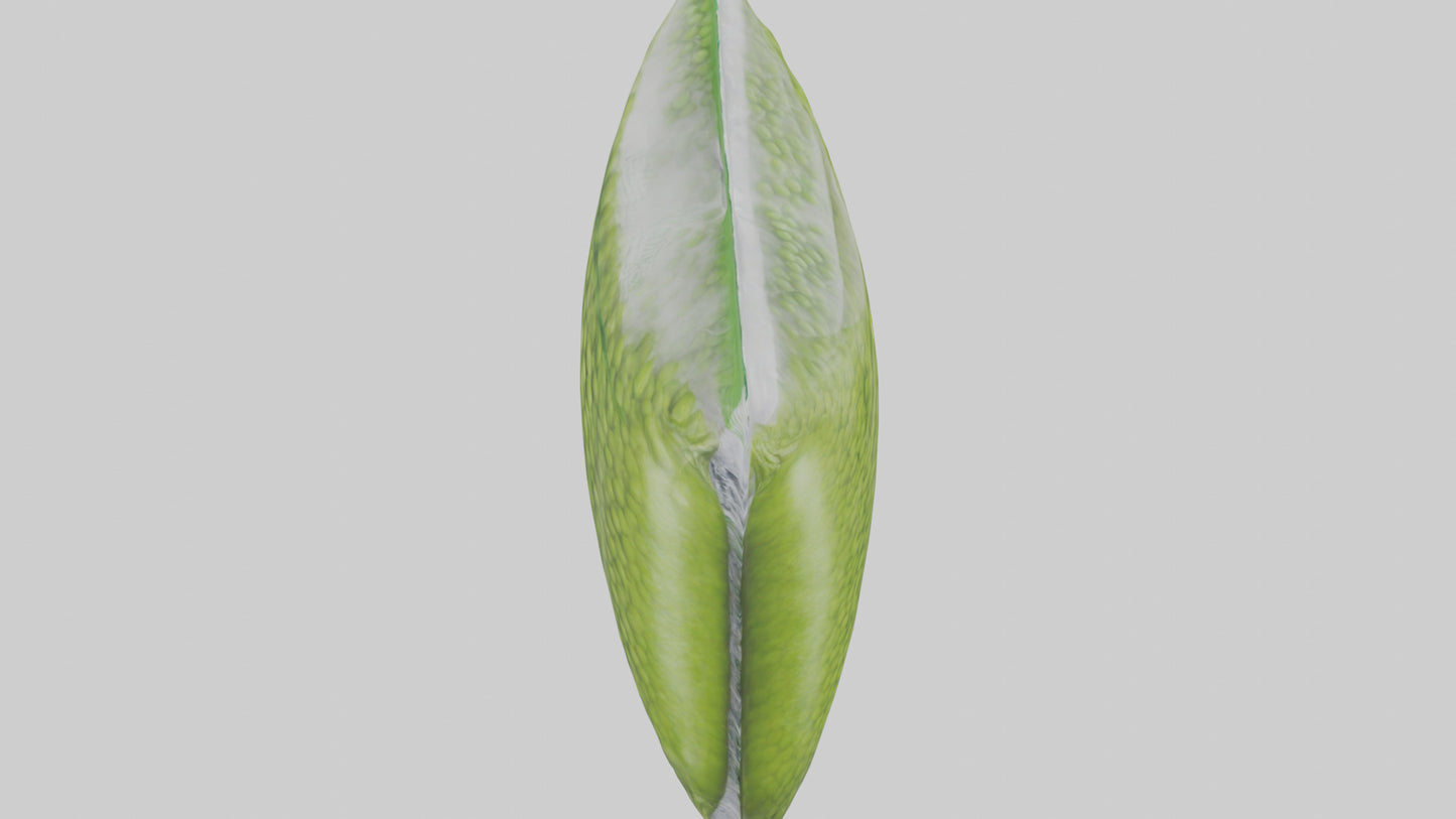 Frozen Peas Pack model VR / AR / low-poly